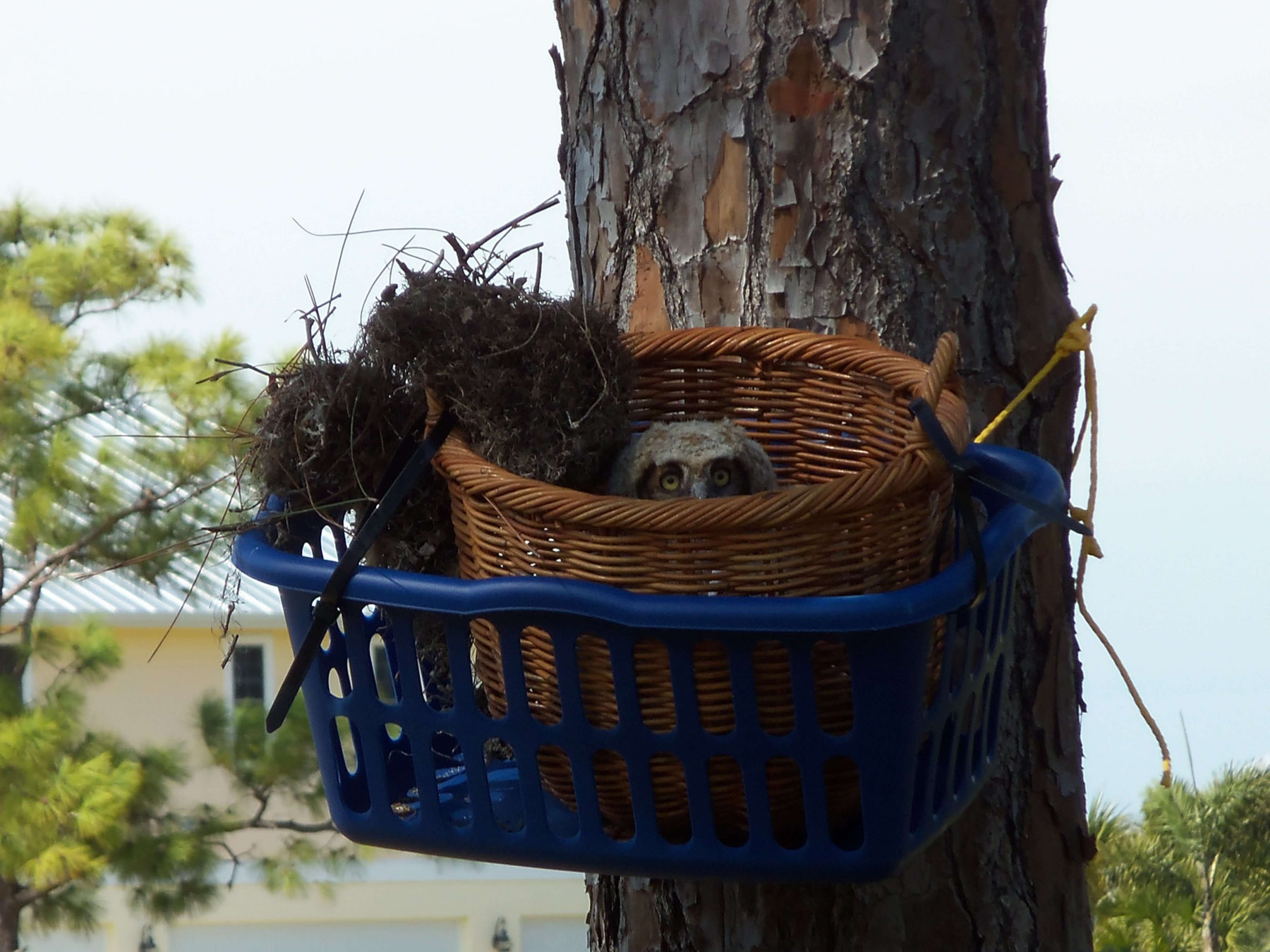 Owl In tree