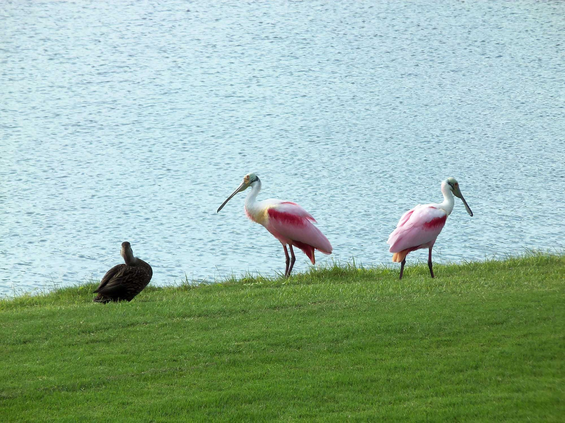 Ping birds by water